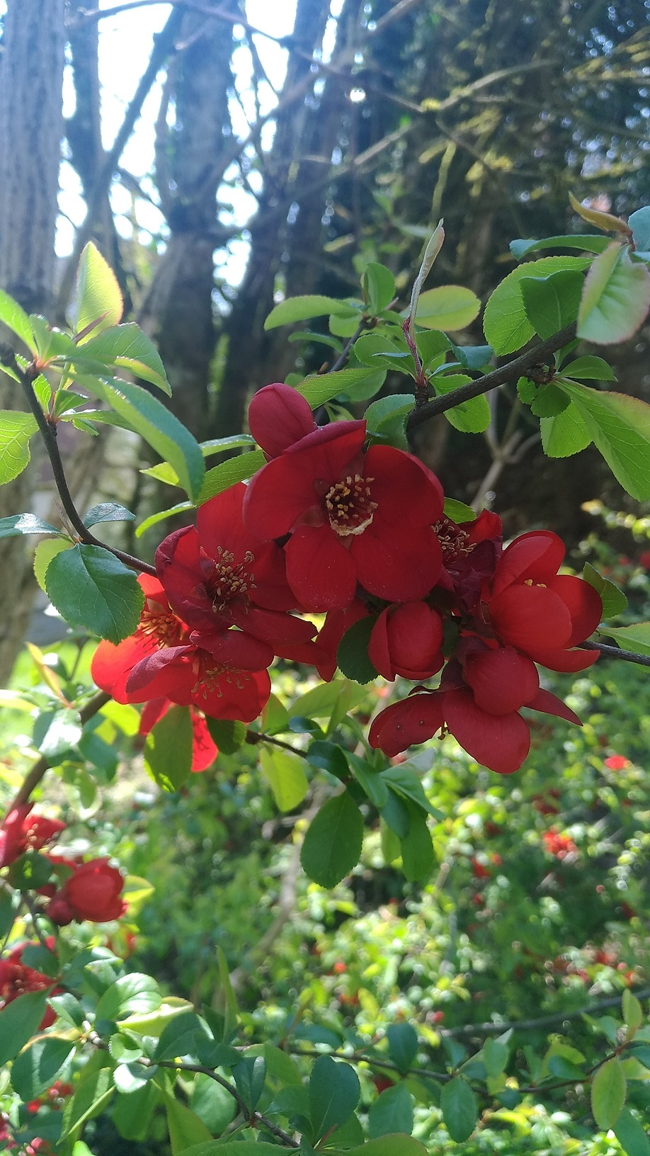 Annexe Chaenomeles Japonica.jpg