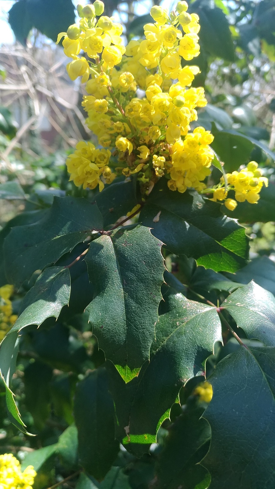 Annexe berberis aquifolium(mahonia faux houx).jpg