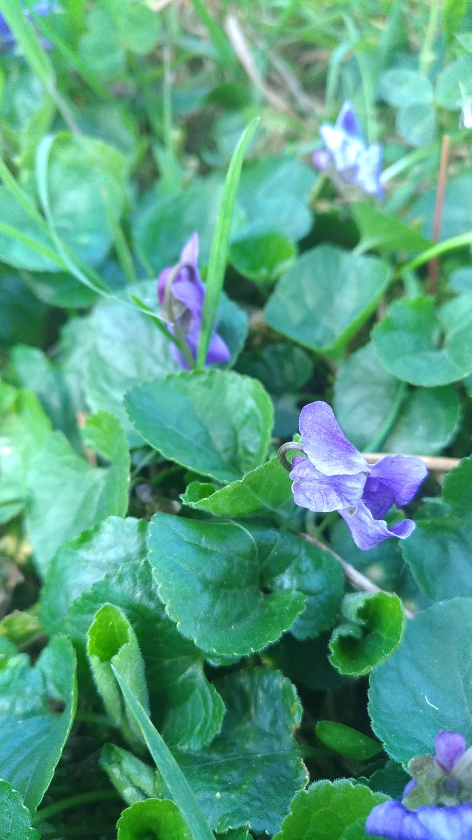 Annexe viola odorata.jpg