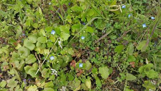 Annexe 20200403_123204.jpg