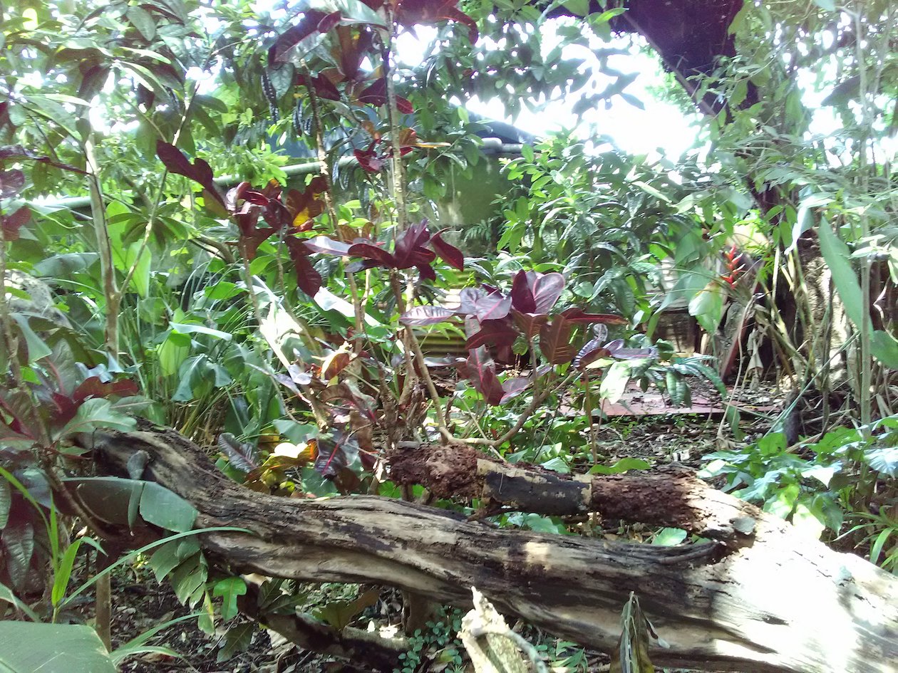 Annexe IMG_20200403_115809.jpg