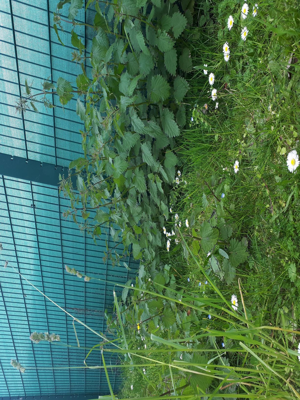 Annexe Diverses plantes_Bagneux (92220).jpg