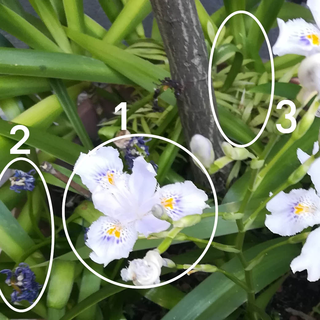 Annexe plante_ex2.jpg