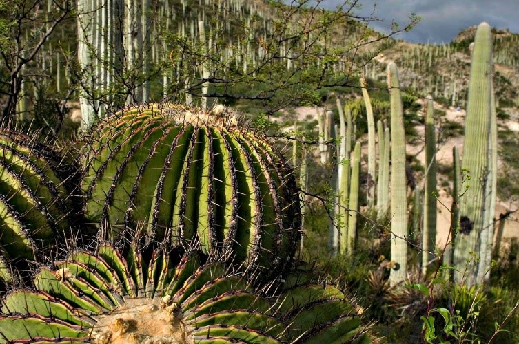 Annexe Cactus Tehuacán Valley  Mexico.jpg