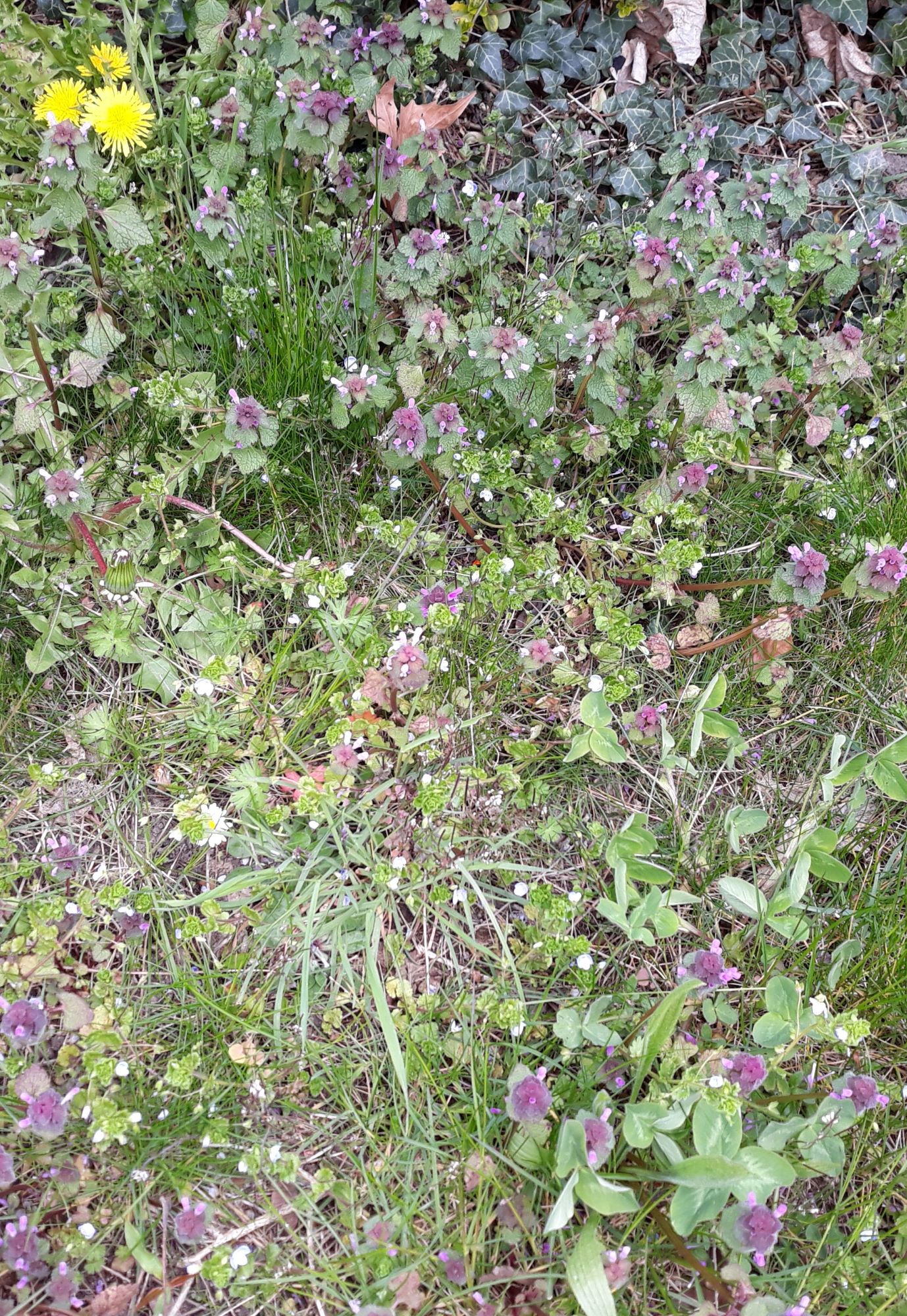 Annexe biodiversité.jpg