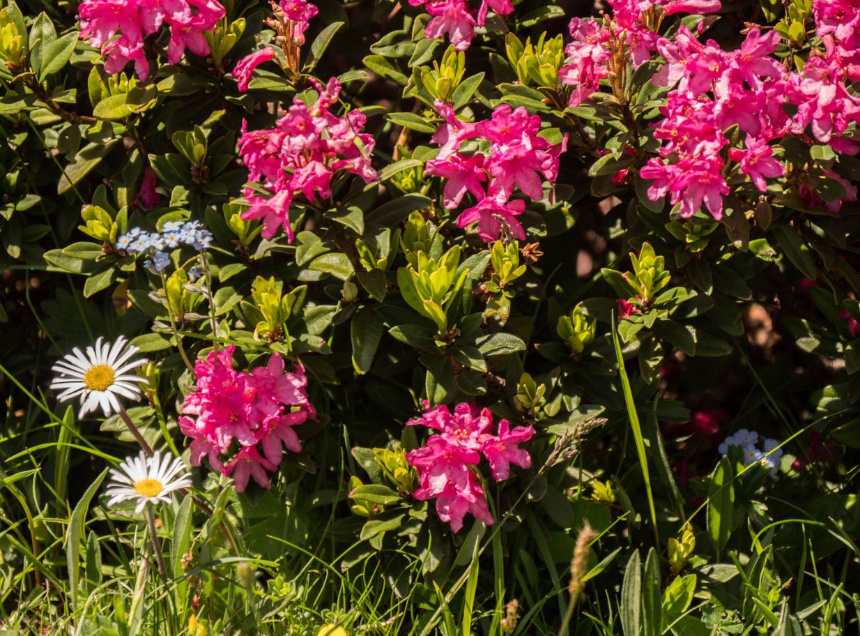 Annexe Fleurs Col de lIzoard.JPG