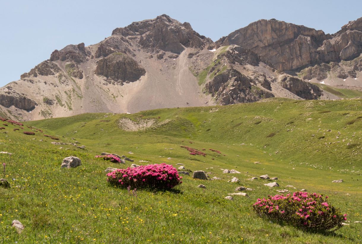 Annexe Massifs de rhododendrons .JPG
