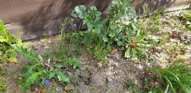 Annexe ezgif-2-47a3d1d9e382.jpg