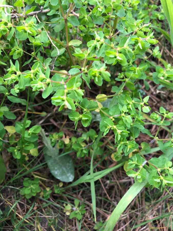 Annexe IMG_8333.jpeg