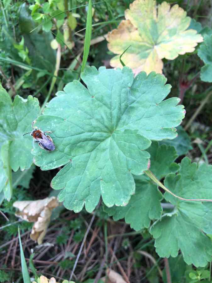 Annexe IMG_8339.jpeg