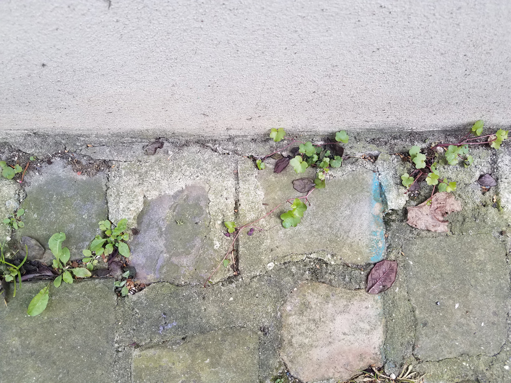 Annexe 20200403_165652.jpg