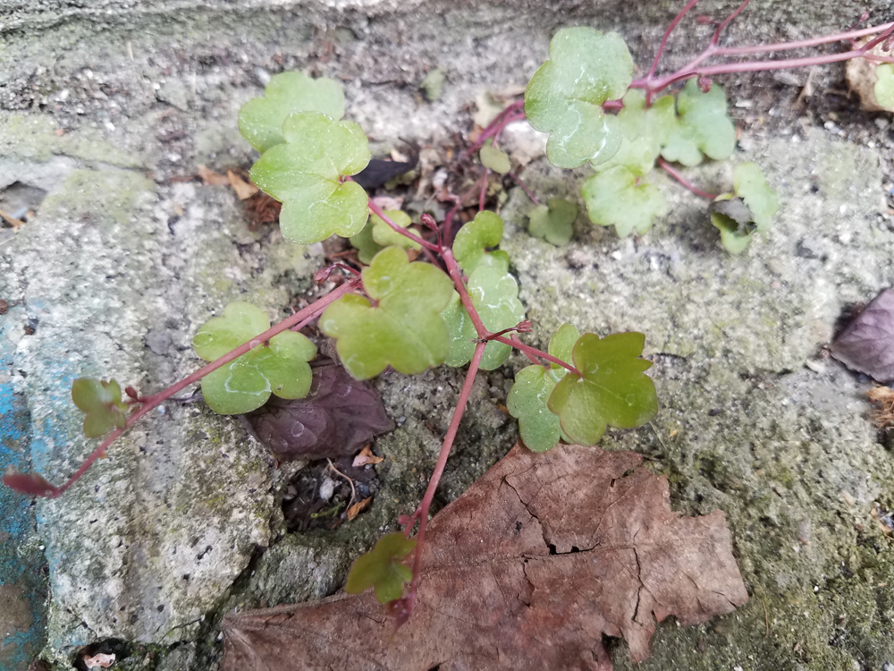 Annexe 20200403_165657.jpg