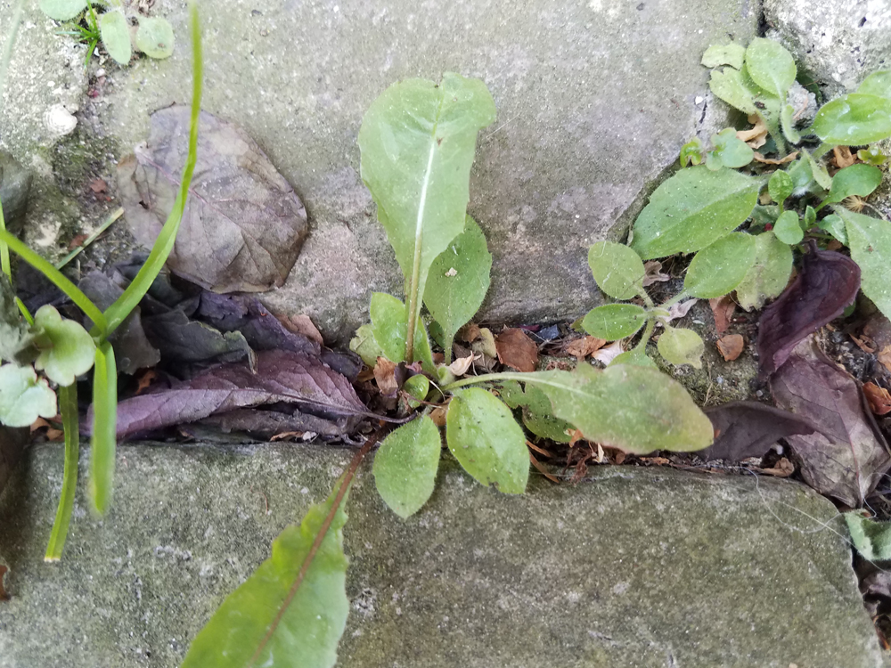 Annexe 20200403_165700.jpg