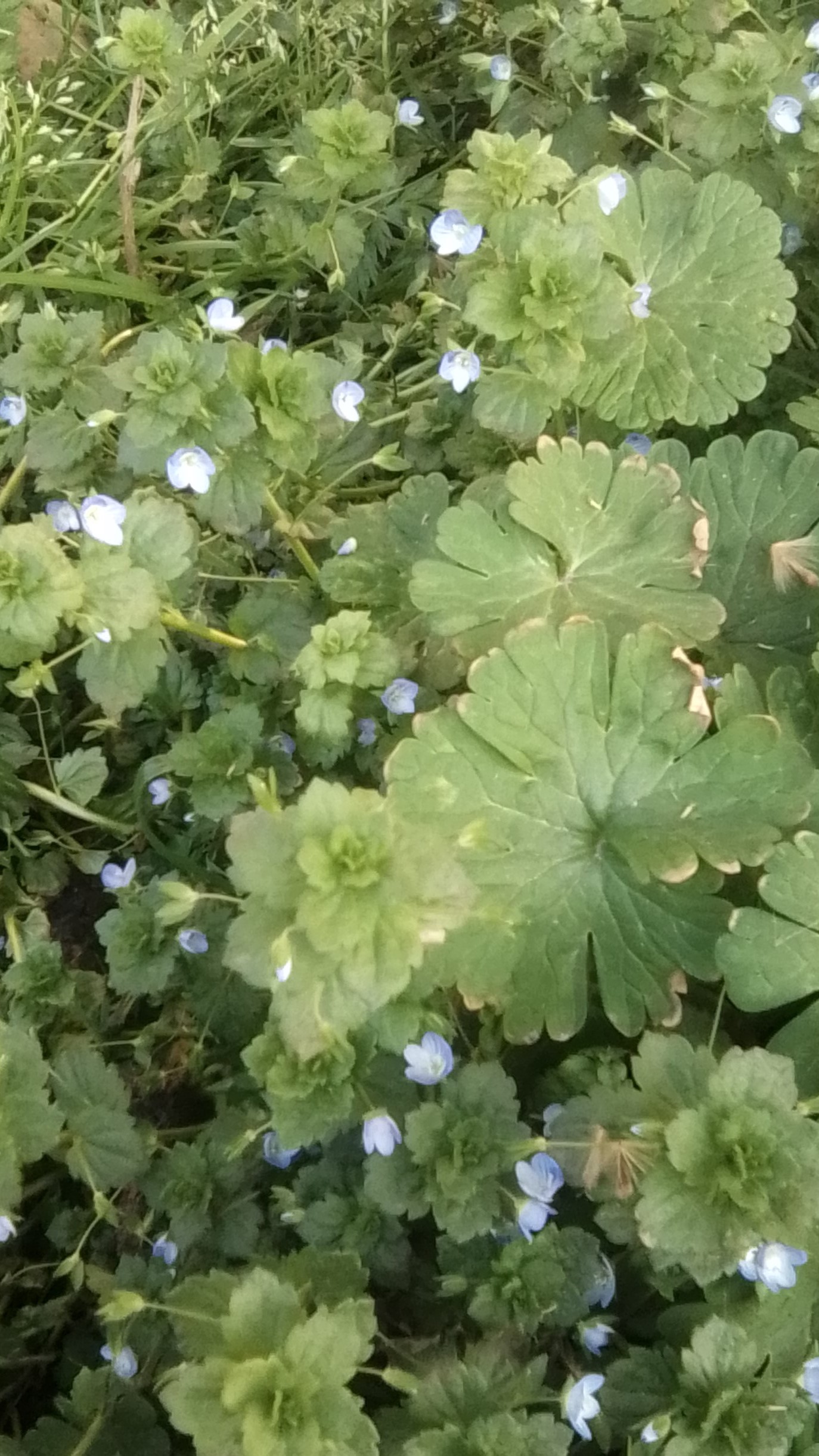 Annexe Poaceae, Geranium et Veronica.jpg