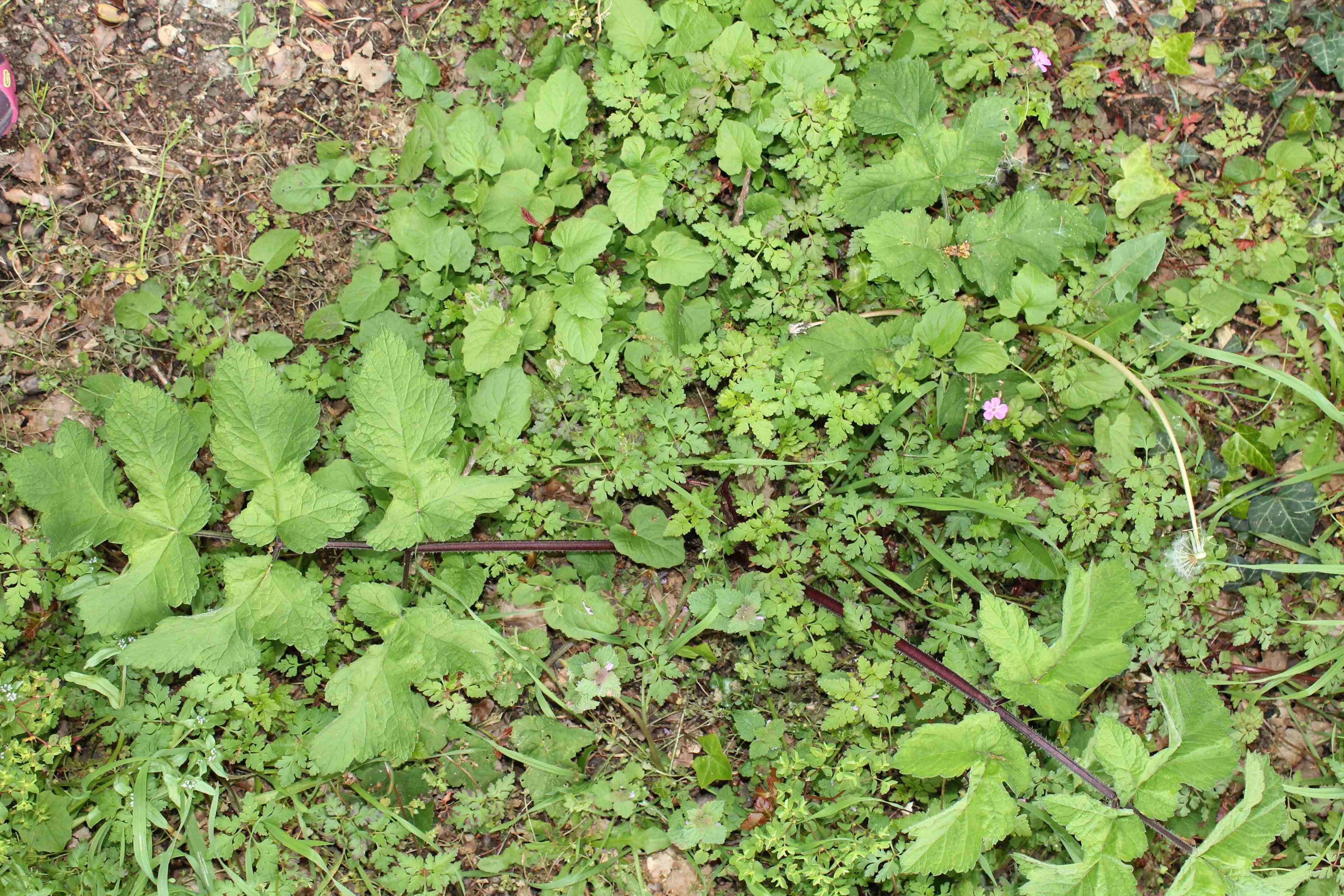 Annexe IMG_6072-compressed.jpg