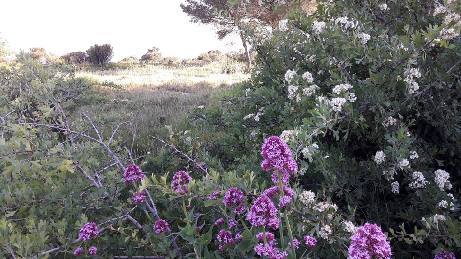 Annexe FLORE GRAU DU ROI.jpg