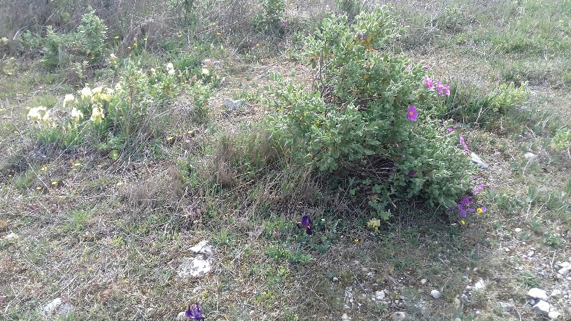 Annexe biodiversite0.jpg