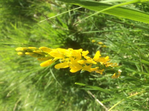 Annexe Genista tinctoria small.JPG