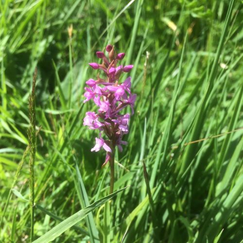 Annexe Gymnadenia conopsea.JPG