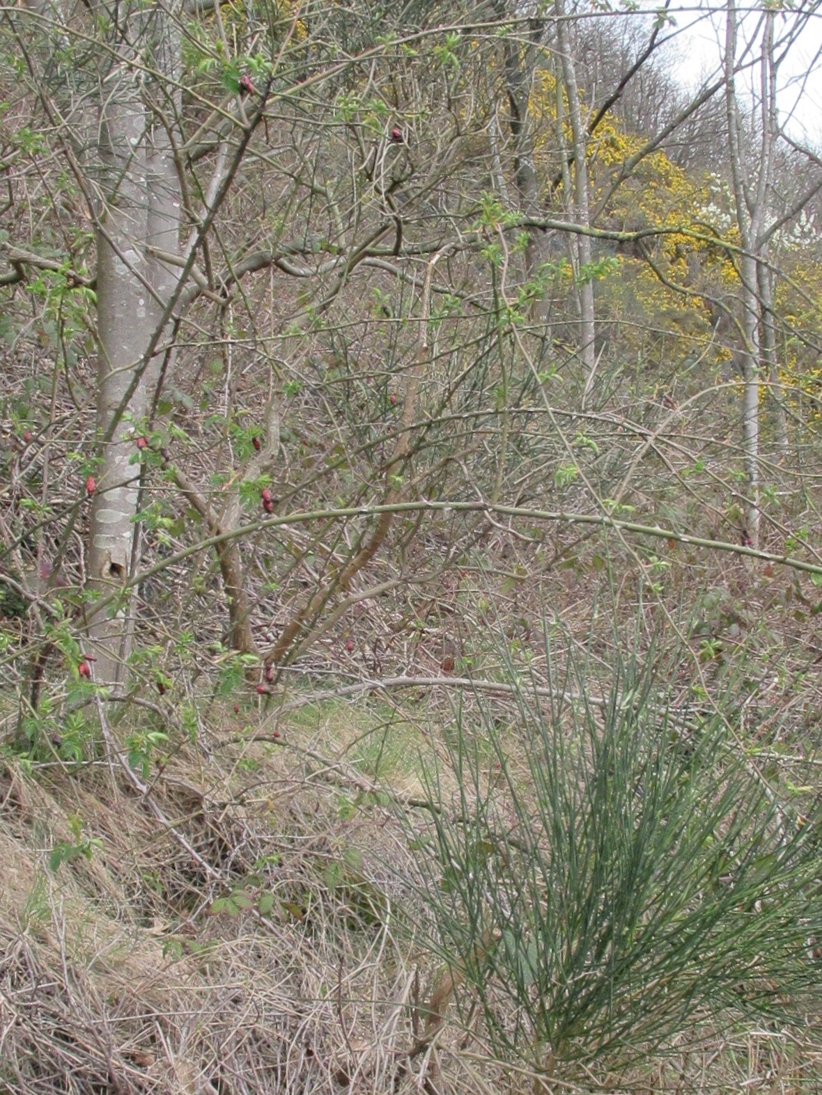 Annexe Versant de vallée.jpg