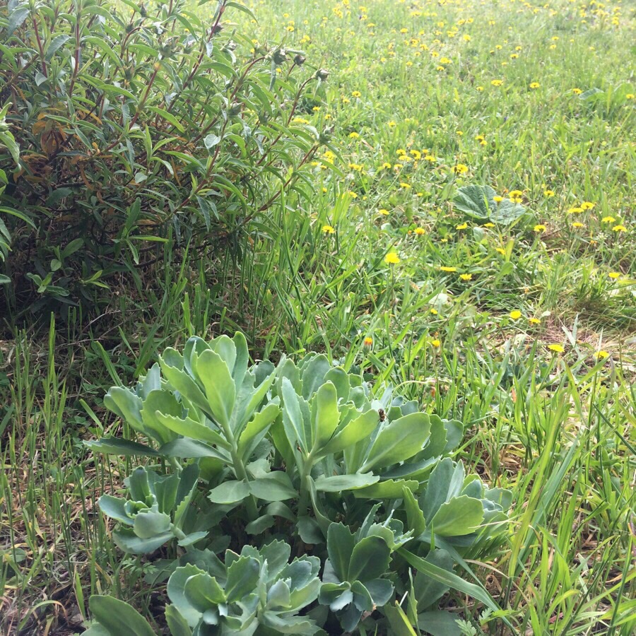 Annexe biodiversité jardin.JPG