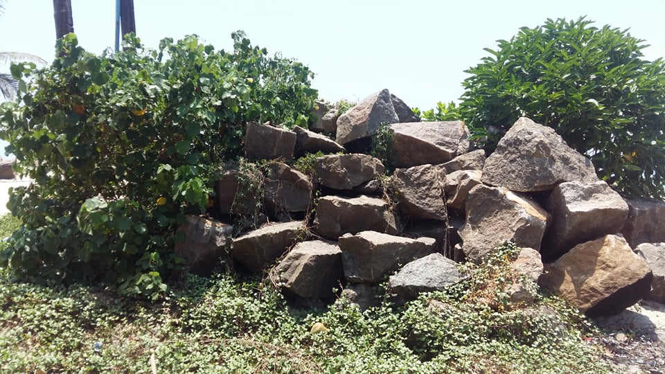 Annexe Diversité des plantes.jpg