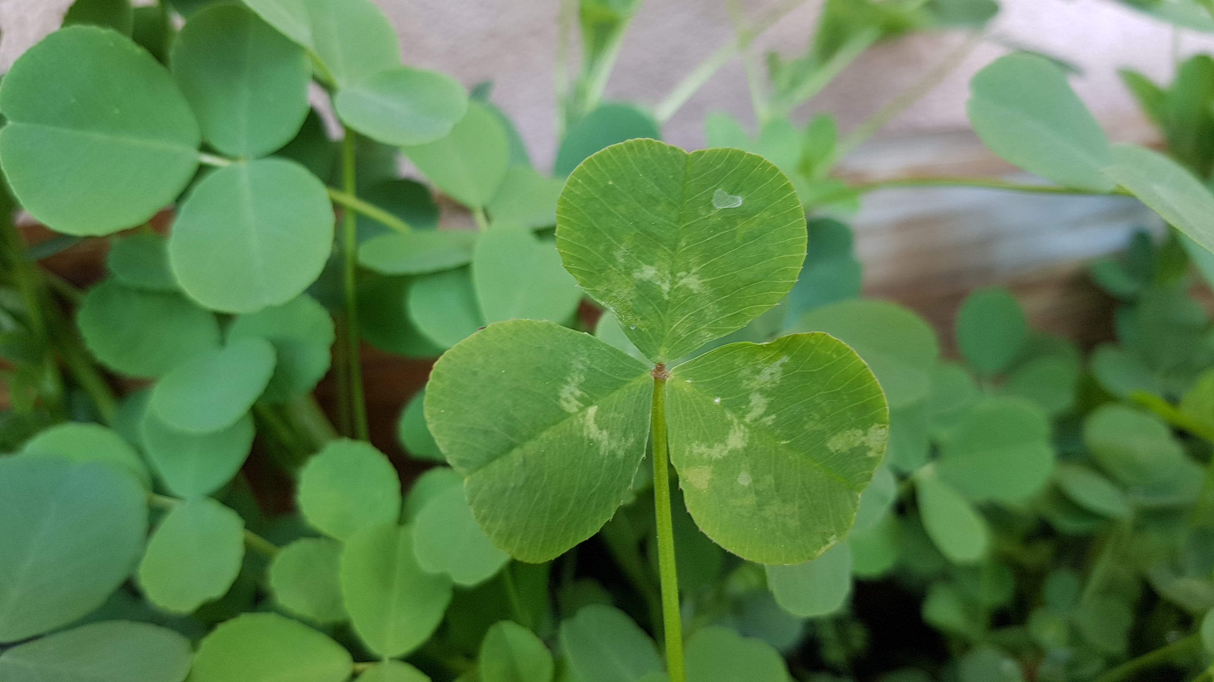 Annexe 91996345_210169436752408_7452805274118651904_n.jpg