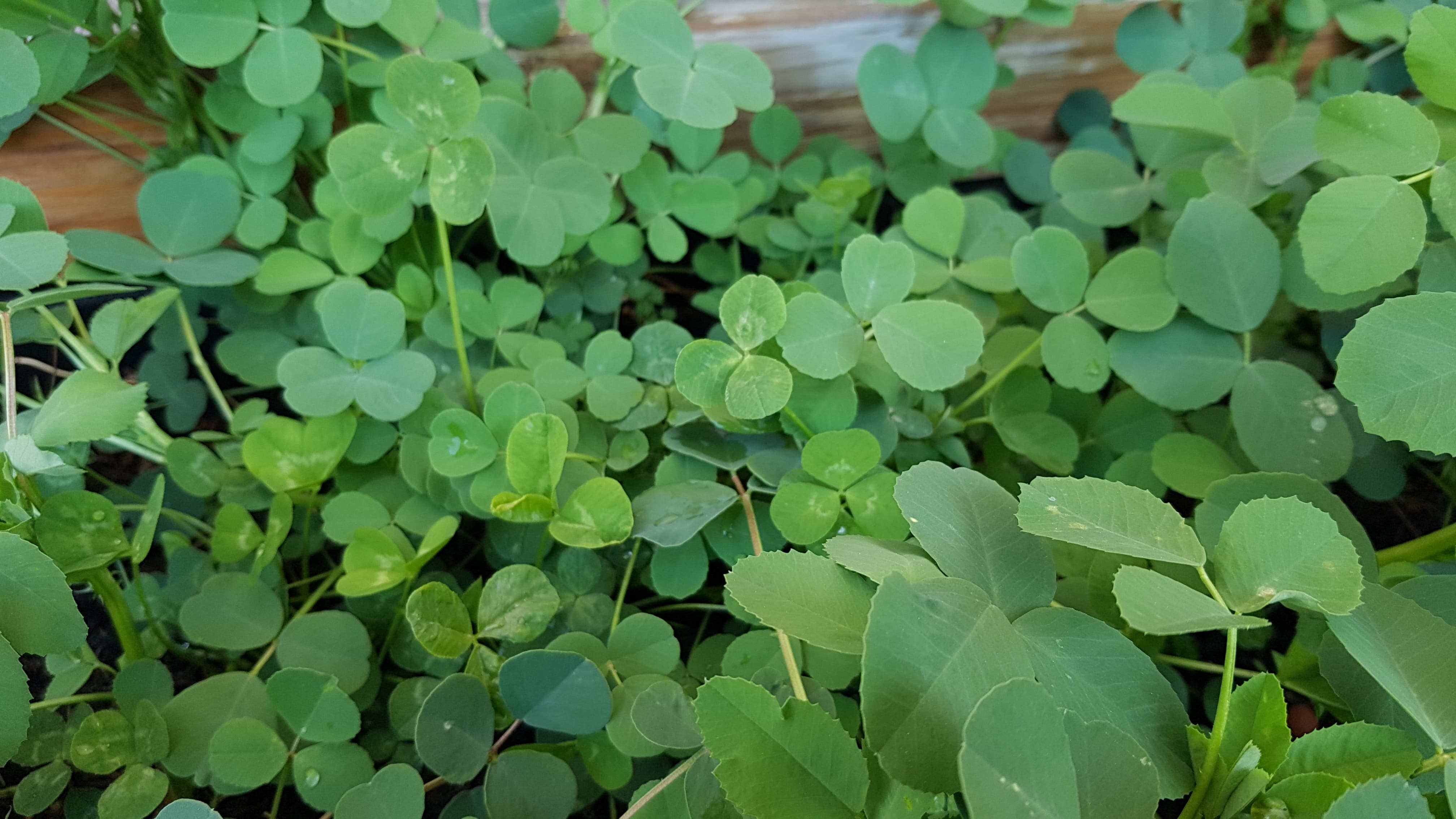 Annexe 92080472_236787404041350_8935837887786647552_n.jpg