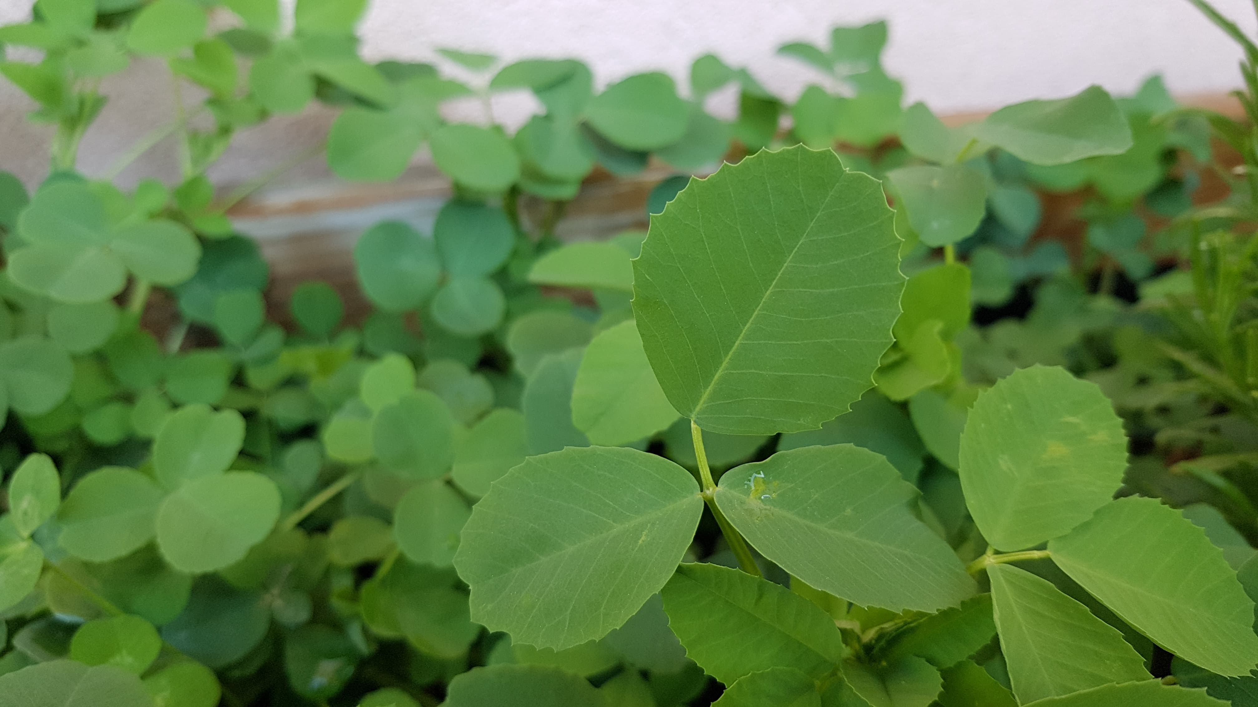 Annexe 92104330_650635479104649_6131758601854779392_n.jpg