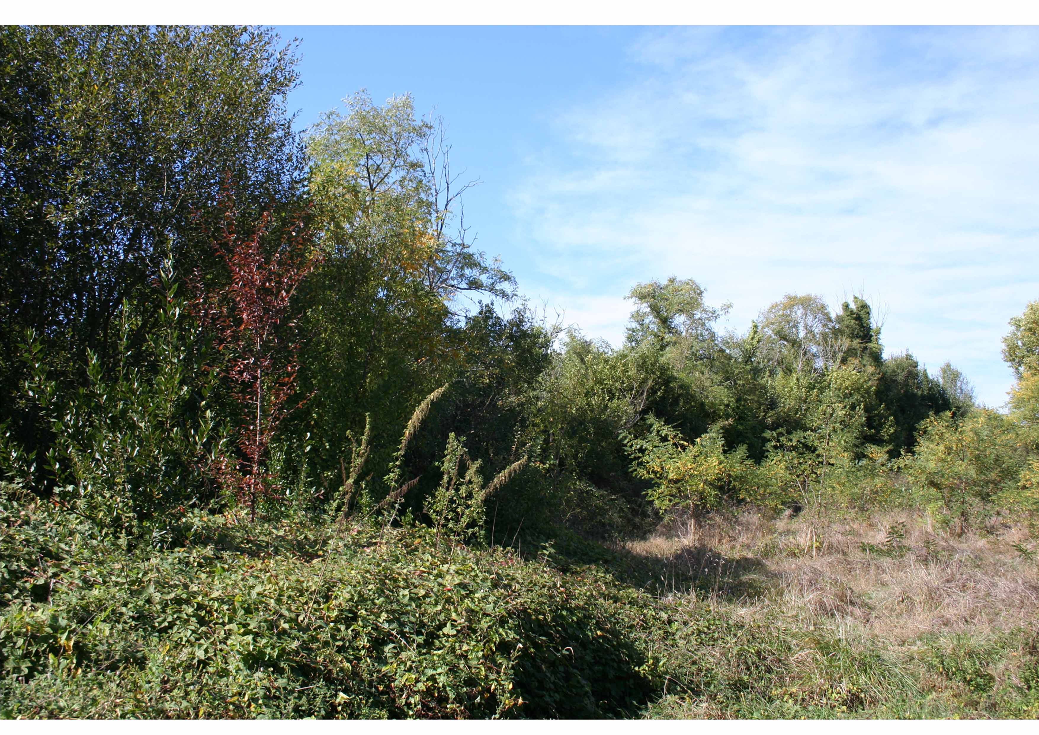 Annexe biodiversité.jpg
