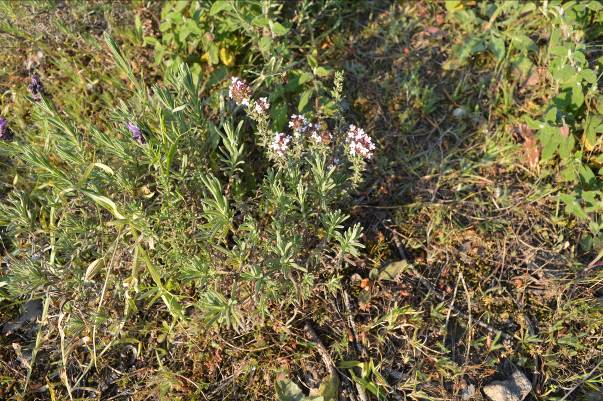 Annexe DSC_0030_bis.jpg