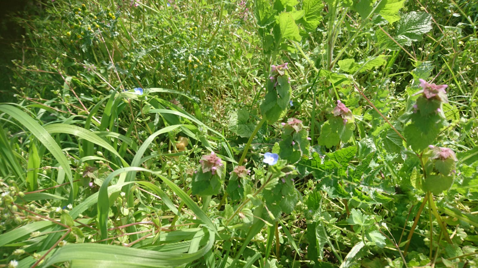 Annexe WhatsApp Image 2020-04-04 at 12.15.09 (3).jpeg