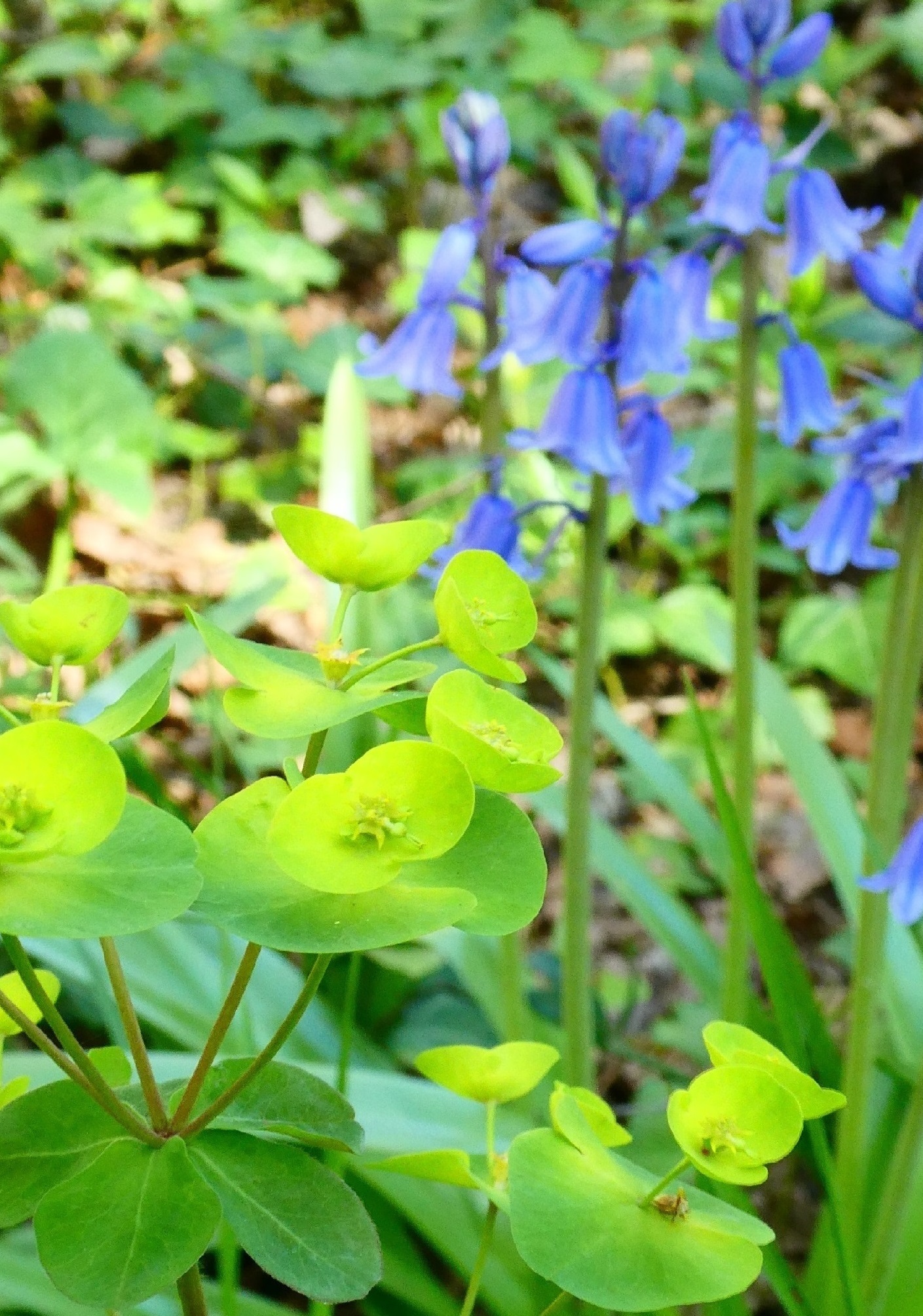 Annexe biodiversité.jpg