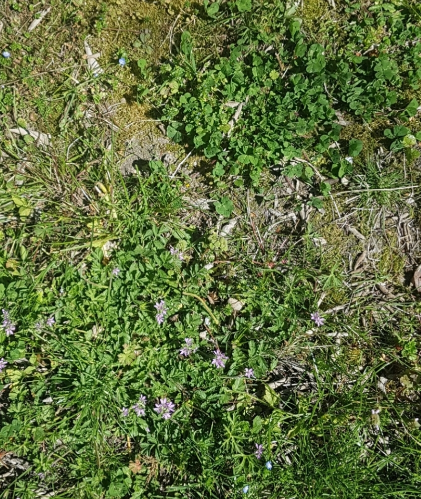 Annexe Screenshot_20200404-131408_Gallery.jpg