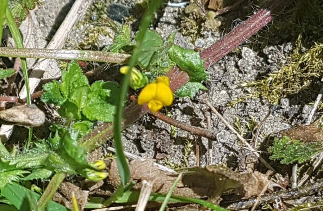 Annexe Screenshot_20200404-131923_Gallery.jpg