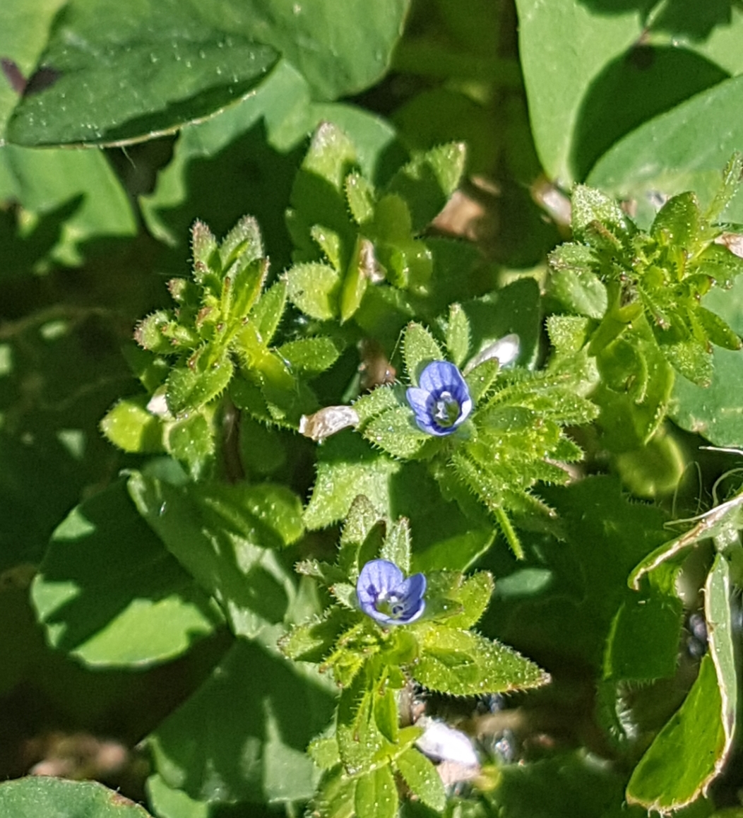 Annexe Screenshot_20200404-132017_Gallery.jpg