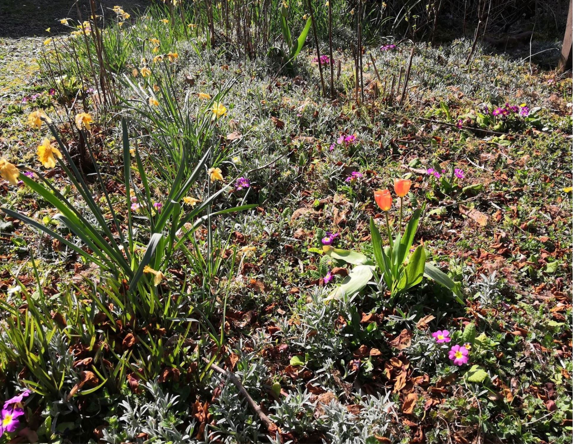 Annexe Biodiversité Heilloise.JPG