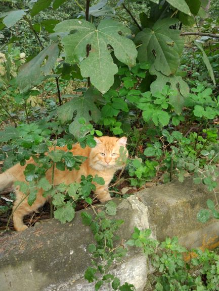 Annexe diversité spécifique MOOC.jpg