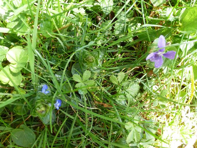 Annexe P1060332.jpeg