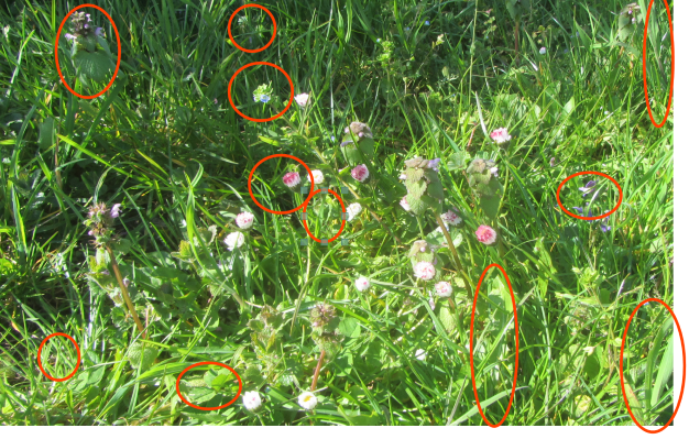 Annexe biodiversité_pelouse_Savoie_avril_2020_réduite.PNG