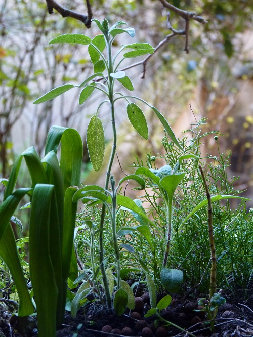 Annexe Petit jardin.JPG