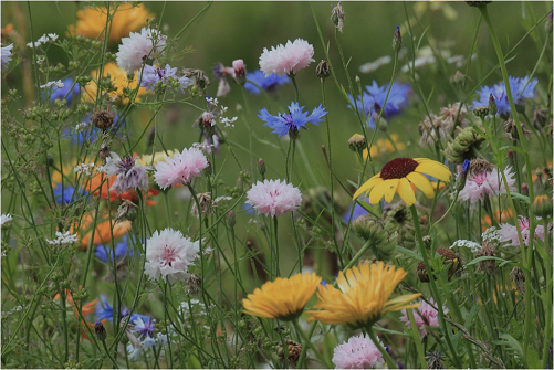 Annexe Biodiversité au ras du sol.PNG