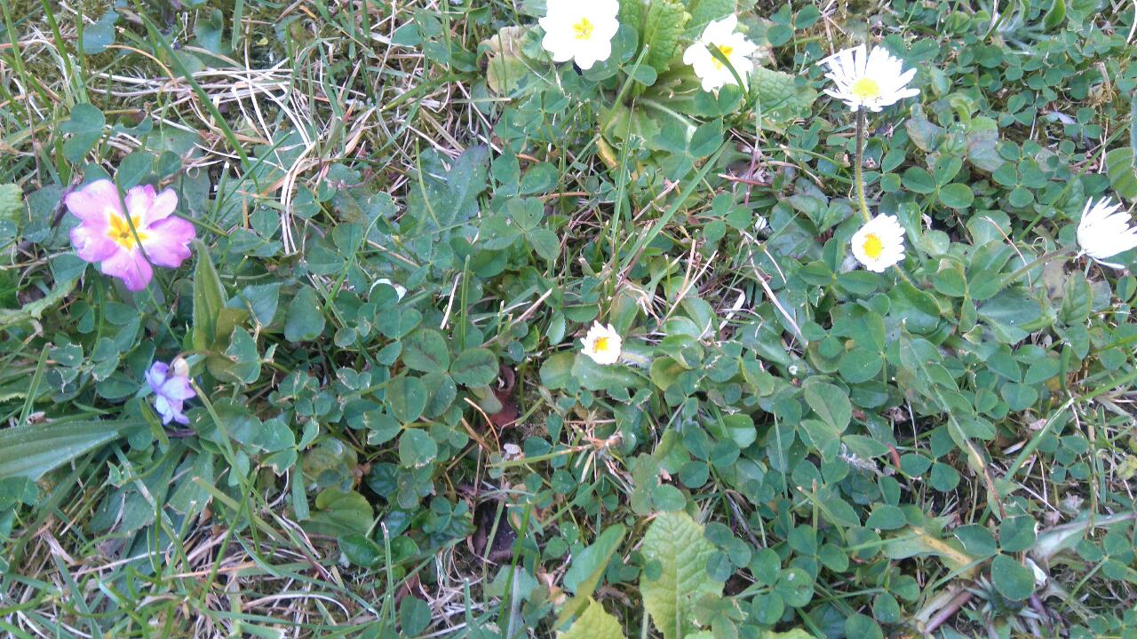 Annexe DSC_0135-1.JPG