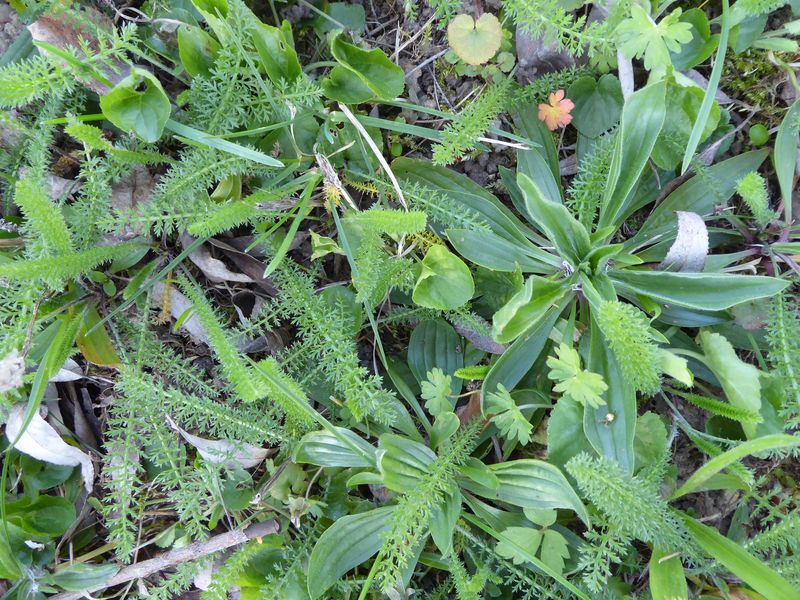 Annexe Biodiversité.jpg