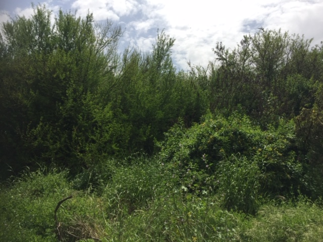 Annexe Biodicersité 2.JPG