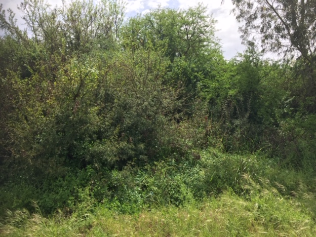 Annexe Biodiversité 1.JPG