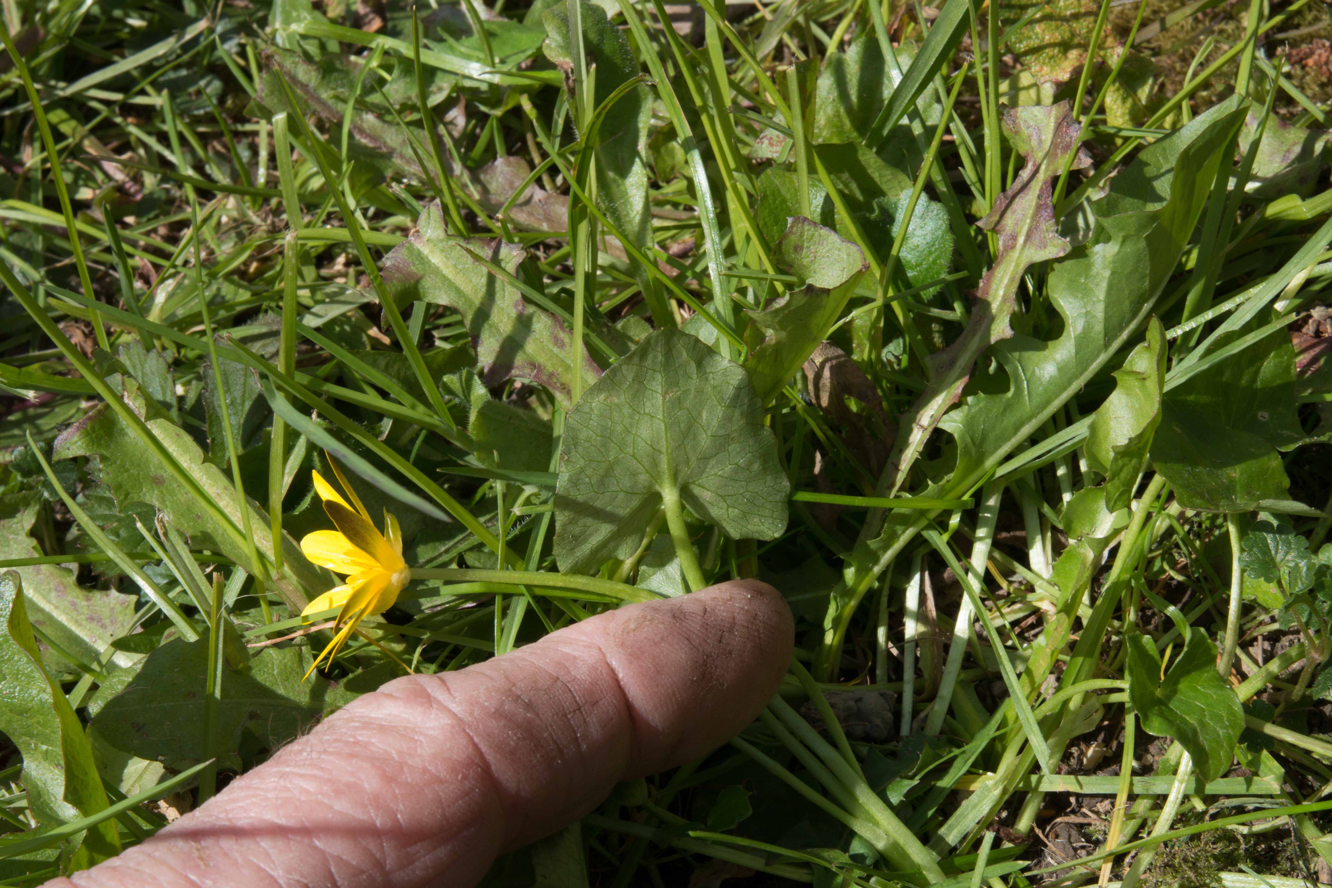 Annexe Ficaria Verna Huds-2.jpg