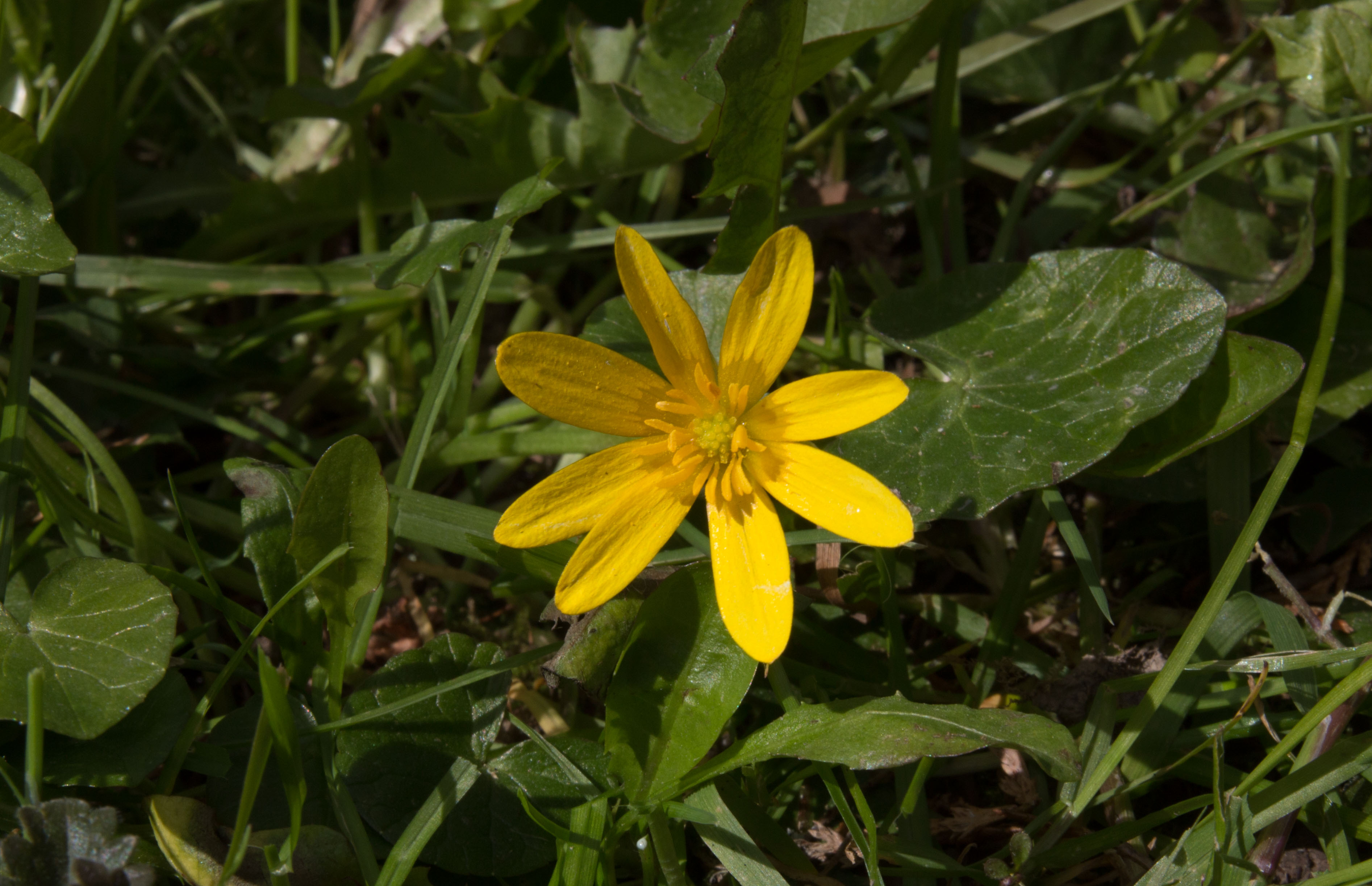 Annexe Ficaria Verna Huds-3.jpg