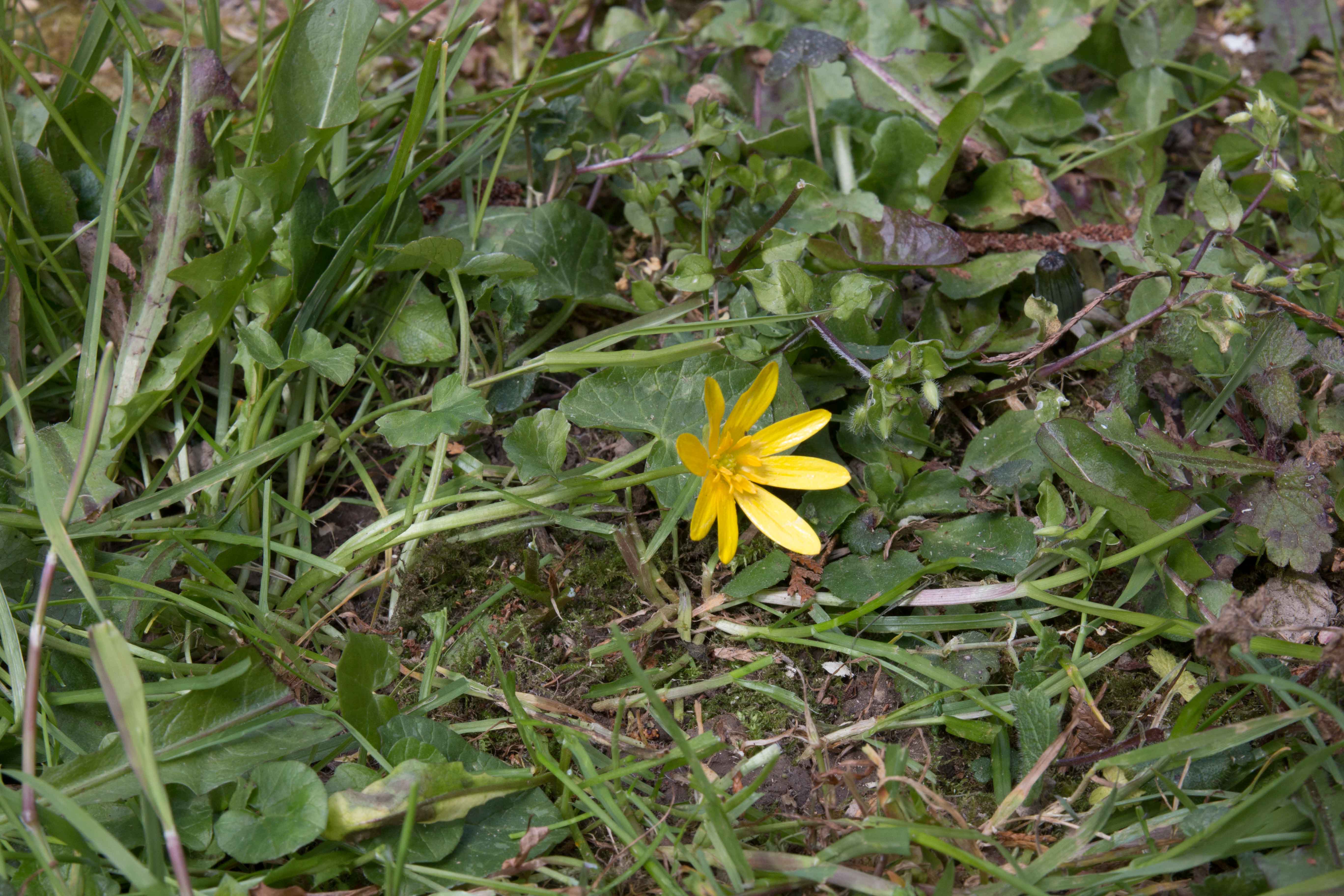 Annexe Ficaria Verna Huds.jpg