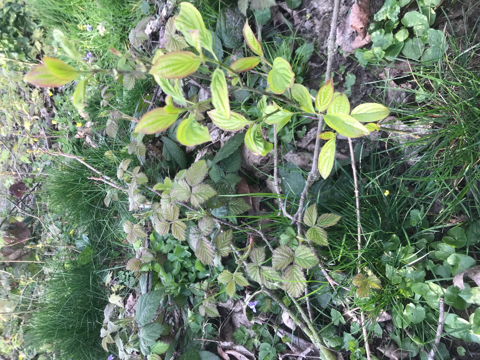 Annexe IMG_0432 (1).jpg